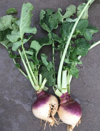 Premium brown lila rutabaga samen high germination