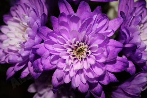 tief Lila Chrysantheme Blumensamen zur Aussaat – Bestäuber freundlich – Traditionssorte & ohne Gentechnik Samen Hausgarten
