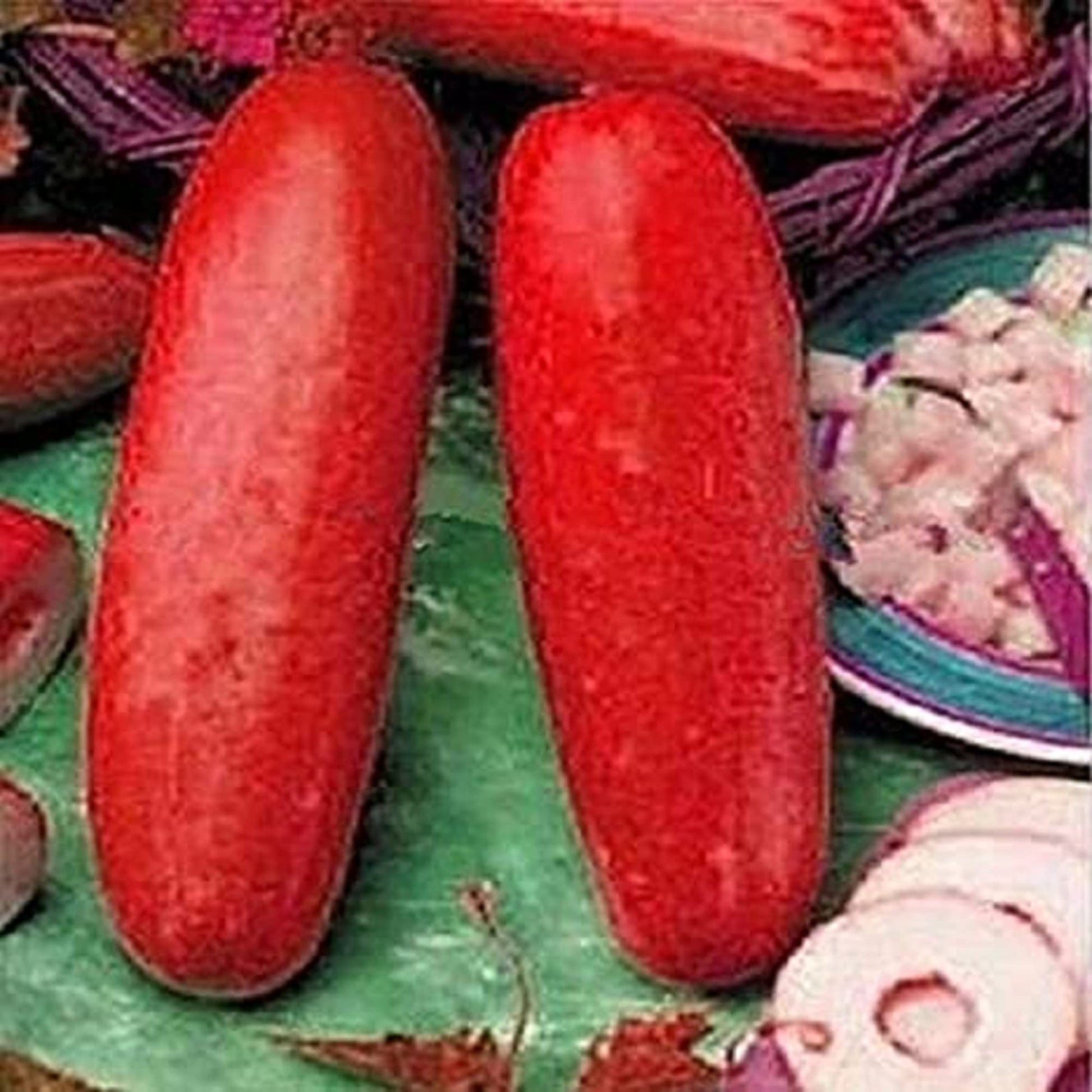 Premium crisp red cucumber samen für aussaat