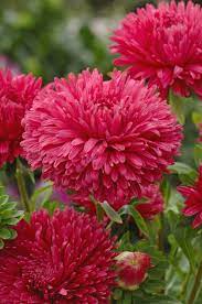Premium dark rot aster variety samen for töpfen and borders