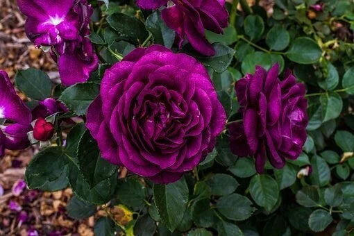 Premium dark violet rose samen for vibrant blooms
