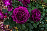 Premium dark violet rose samen for vibrant blooms