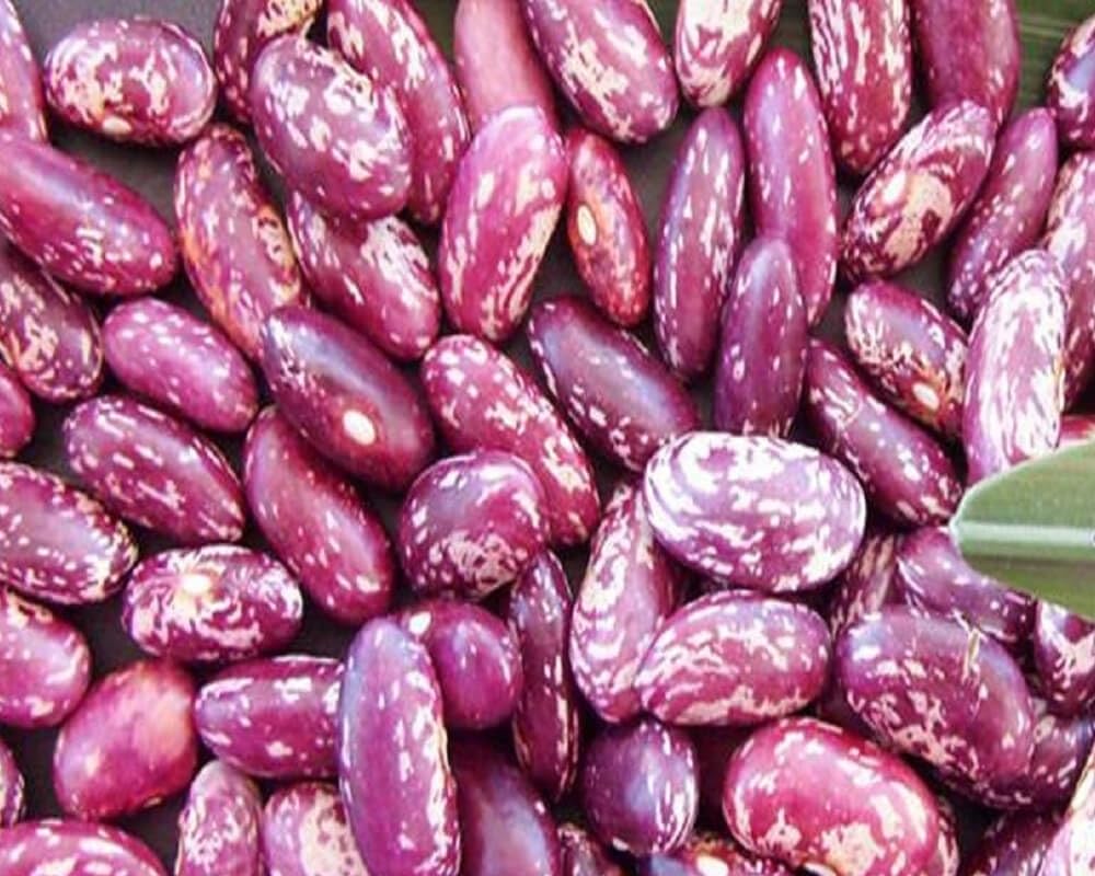 Premium dominican kidney bean samen für home gardening
