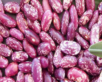 Premium dominican kidney bean samen für home gardening