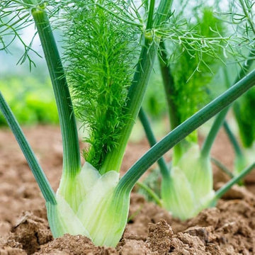 Premium fennel bulb samen für aussaat