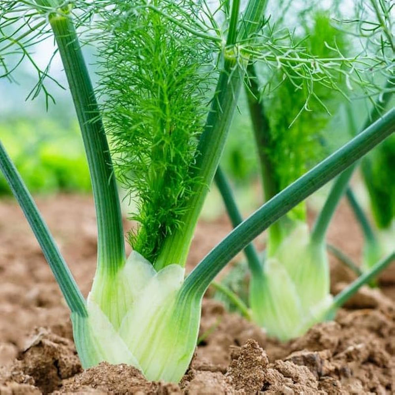 Premium fennel bulb samen für aussaat