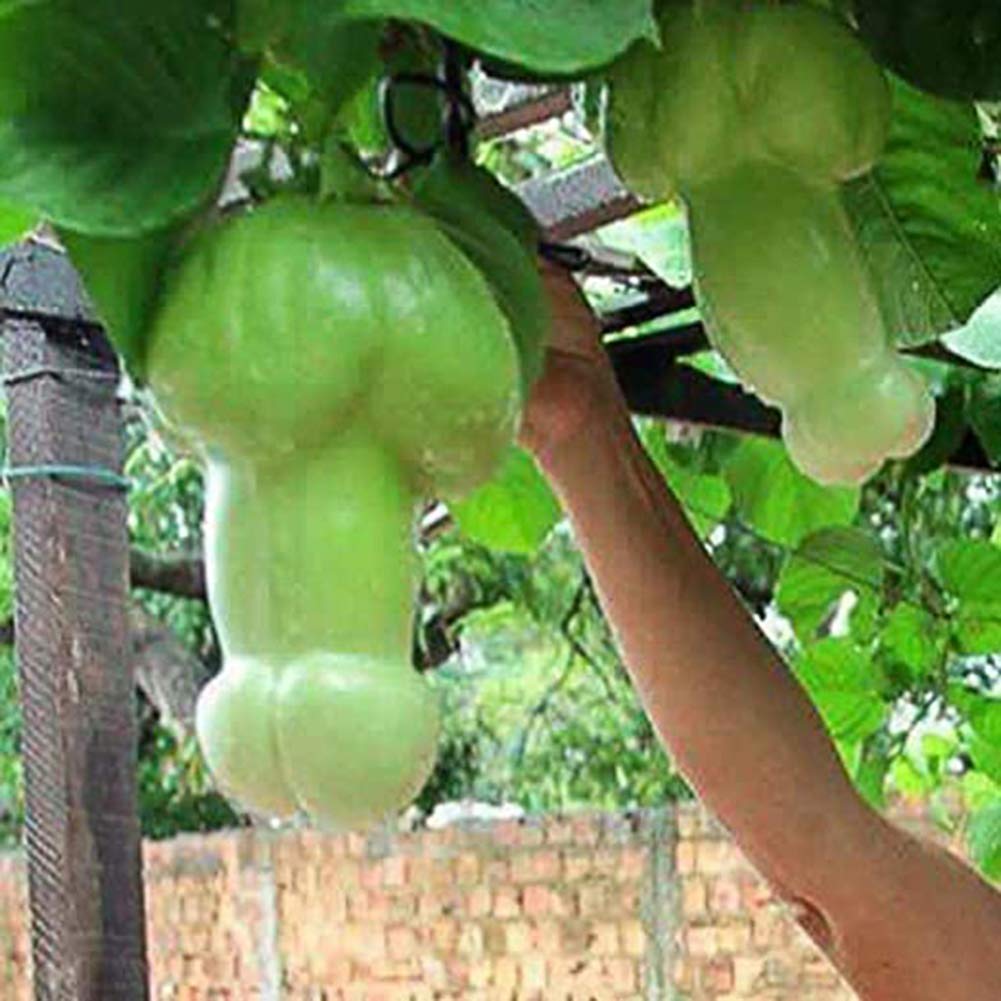 Premium grüne penis melon samen high germination