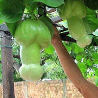 Premium grüne penis melon samen high germination