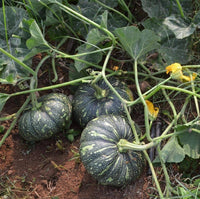 Premium grüne pumpkin samen high yield variety