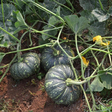Premium grüne pumpkin samen high yield variety