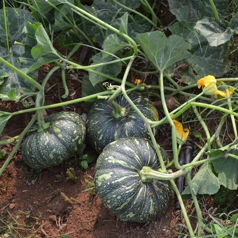 Premium grüne pumpkin samen high yield variety