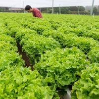 Premium grüne salad samen für einfachen aussaat