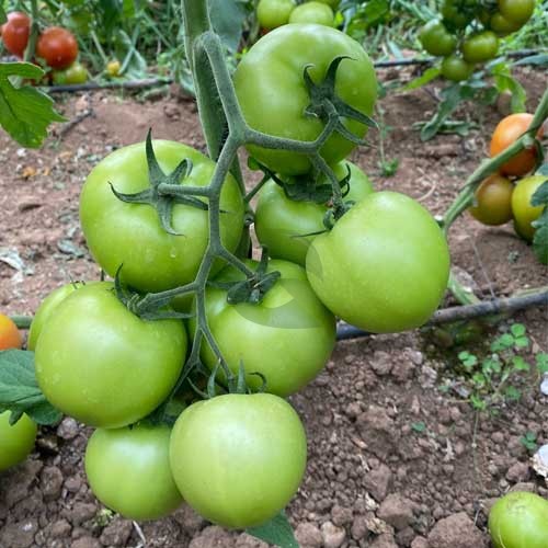 Aussaat guide für grüne and weiße tomato samen