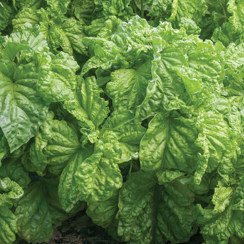 hochwertig Italian basil Samen USA Gartenarbeit