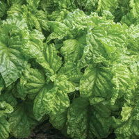 hochwertig Italian basil Samen USA Gartenarbeit