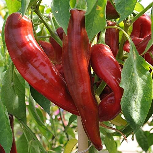 Premium jim legacy pepper samen für home gardening