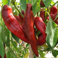 Premium jim legacy pepper samen für home gardening