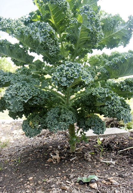 Premium kale gemüse samen für aussaat