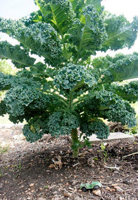 Premium kale gemüse samen für aussaat