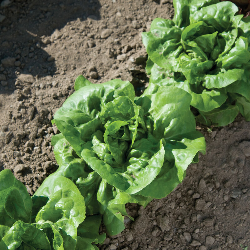 Premium butterhead lettuce samen für cool season gardening