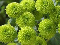 Premium light grün aster samen for vibrant garten blooms