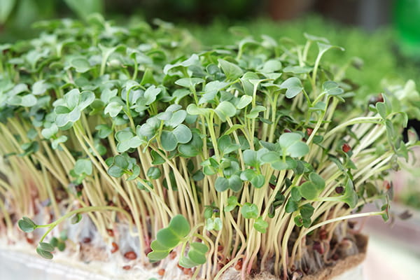 Premium microgreens aussaat samen für home gardens