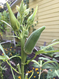 Premium okra abelmoschus samen für warm season gardening