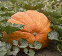 Premium orange pumpkin samen high yielding