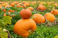 Premium orange pumpkin samen high yield variety