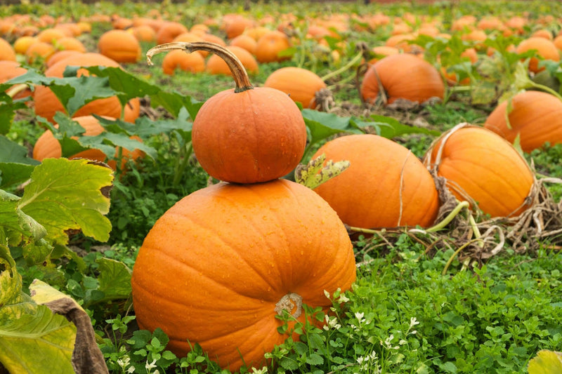Premium orange pumpkin samen high yield variety