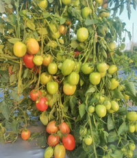 Premium parrot grüne tomato aussaat samen für gardeners
