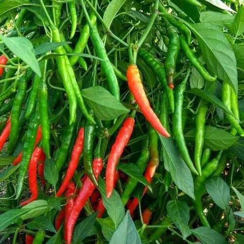 Premium pepper gemüse samen für home gardens