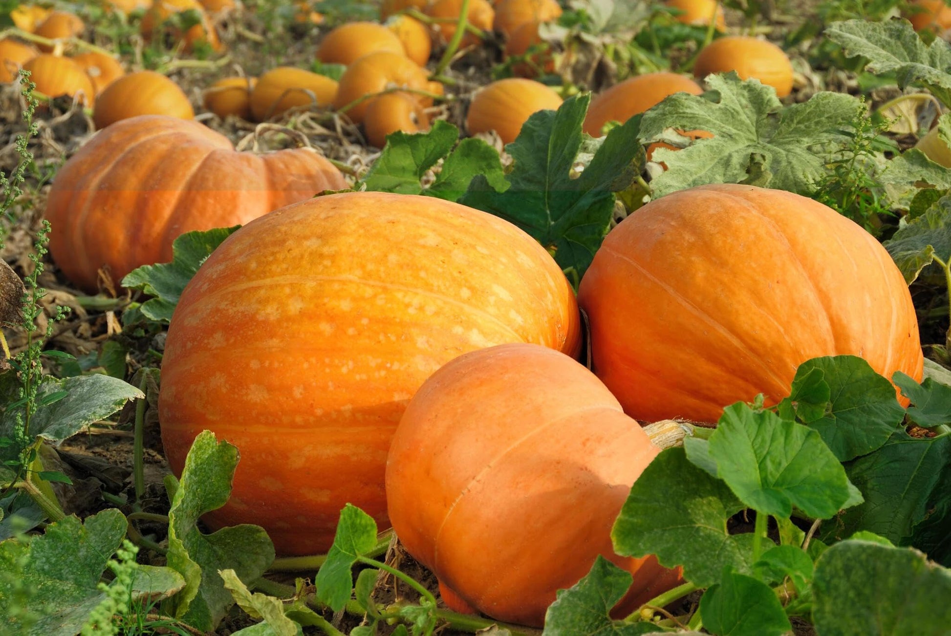 Premium multi shade pumpkin samen für home gardens
