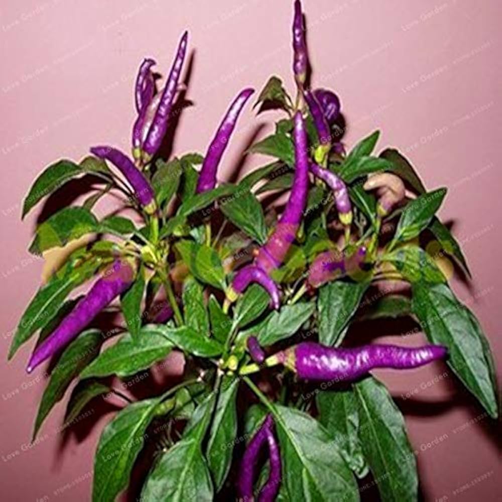 Premium lila pepper samen für home gemüse gardens