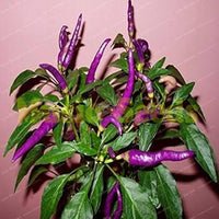 Premium lila pepper samen für home gemüse gardens