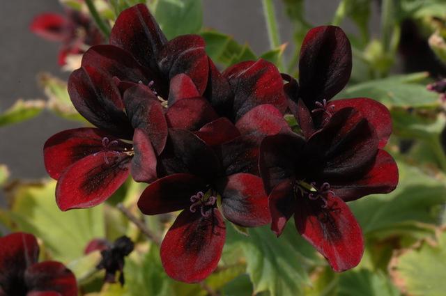 Non-gmo geranium samen for home gardening