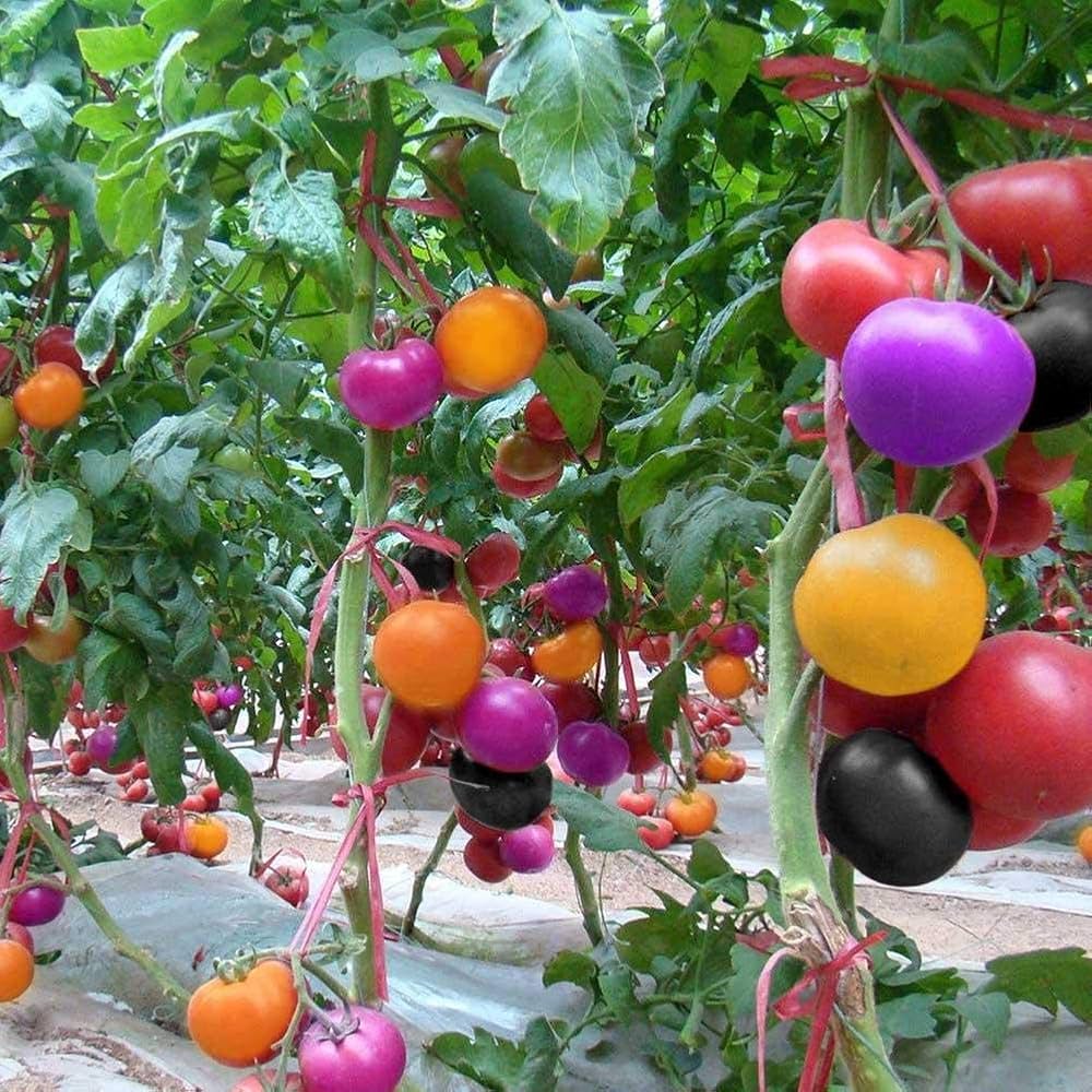 Premium aussaat guide für rainbow tomato samen