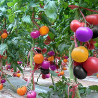 Premium aussaat guide für rainbow tomato samen