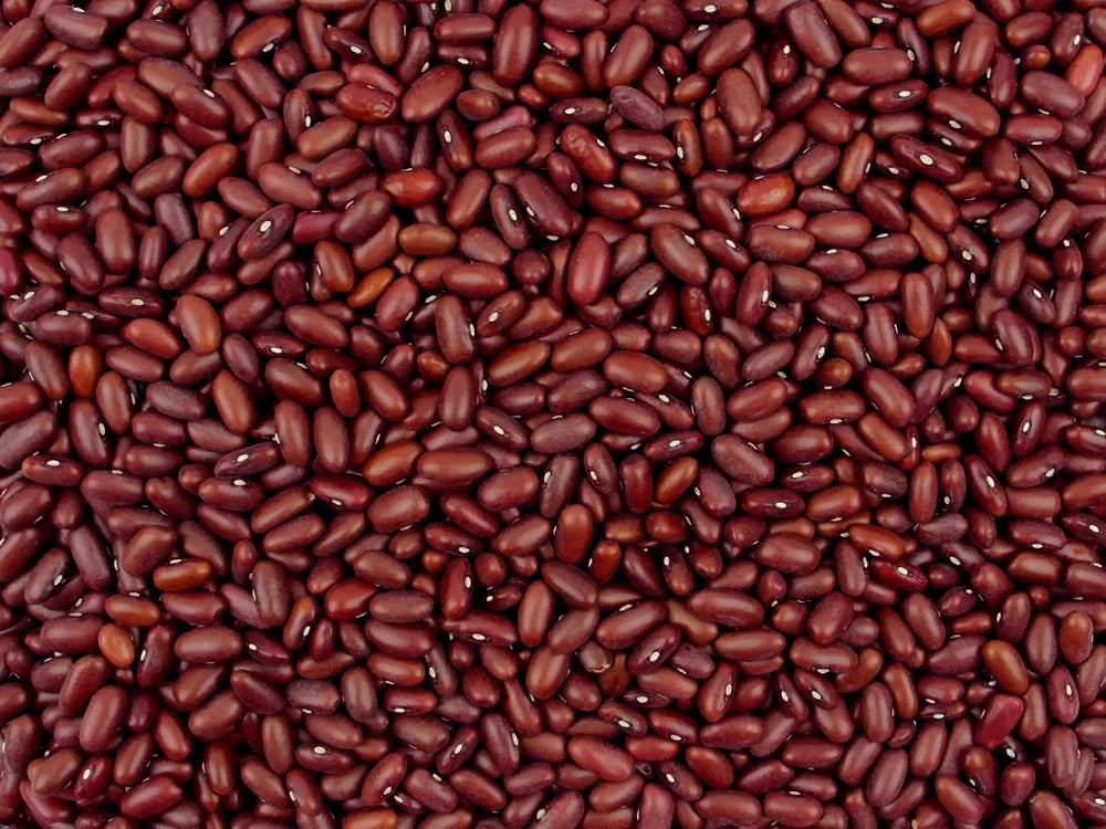 Premium red kidney bean samen für einfachen aussaat