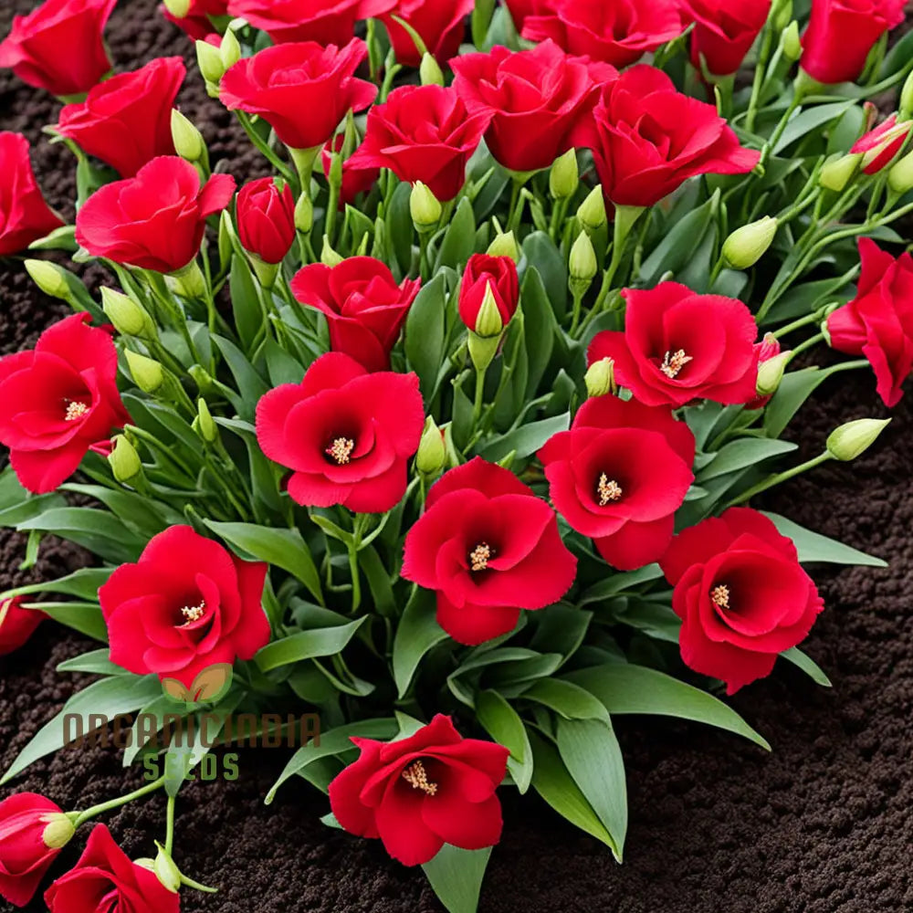 Lisianthus rot blume samen for anpflanzung - wildflower mix, heirloom & gmo free samen for home garten
 
 sale samen for anpflanzung in home garten