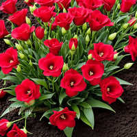 Lisianthus rot blume samen for anpflanzung - wildflower mix, heirloom & gmo free samen for home garten
 
 sale samen for anpflanzung in home garten