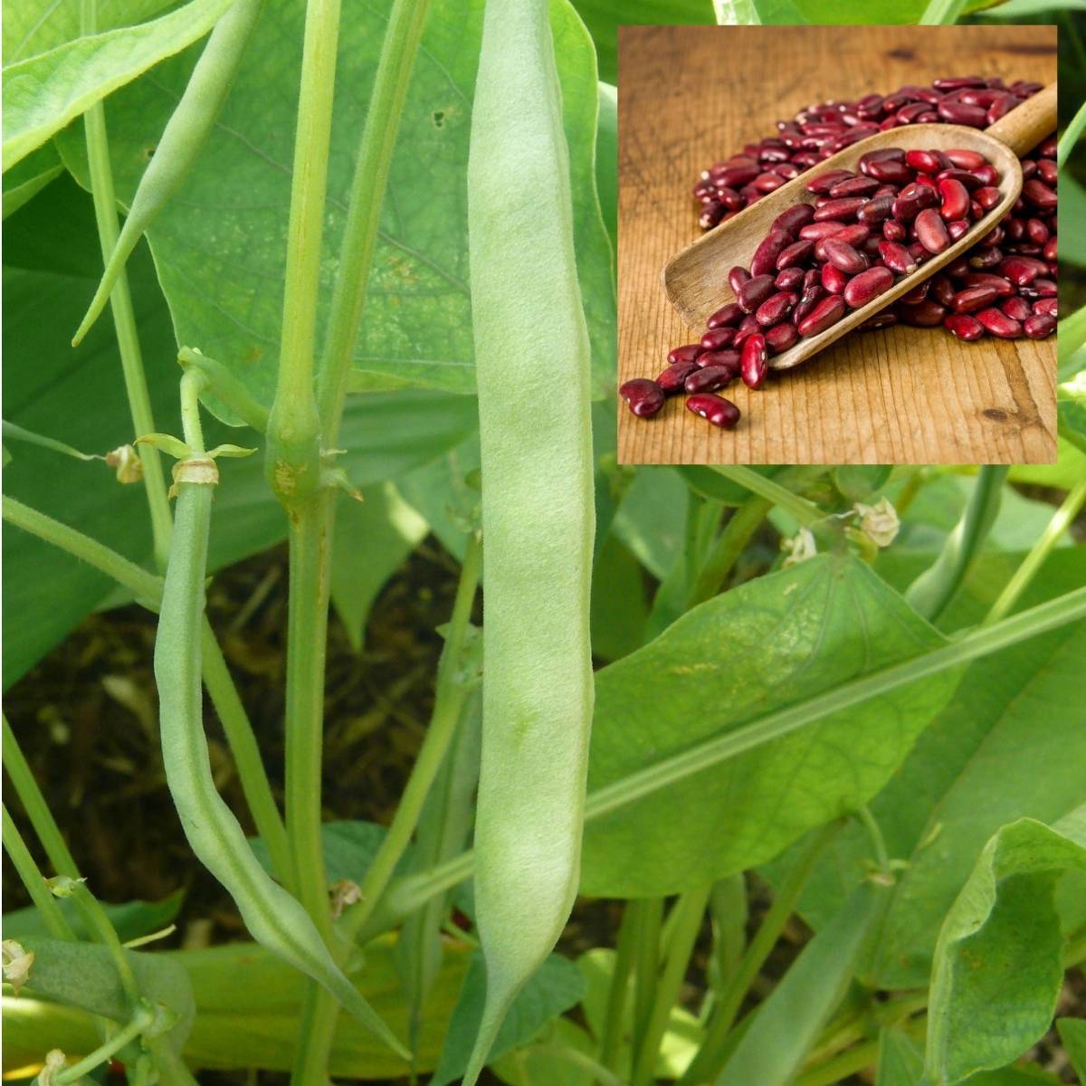 Premium red pole kidney bean samen für aussaat