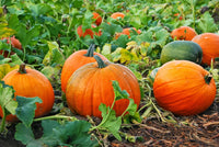 Premium red pumpkin samen high yield variety