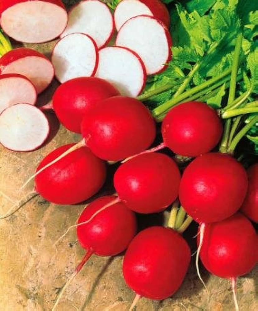 Premium red radish samen für einfachen aussaat