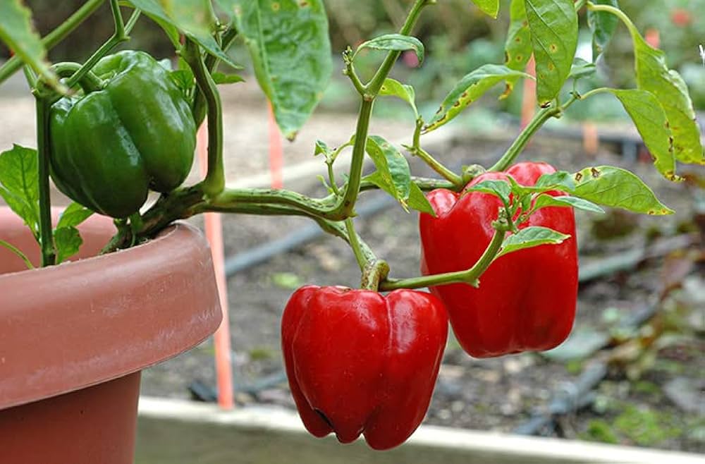 Premium süße crunch bell pepper samen für home gardening