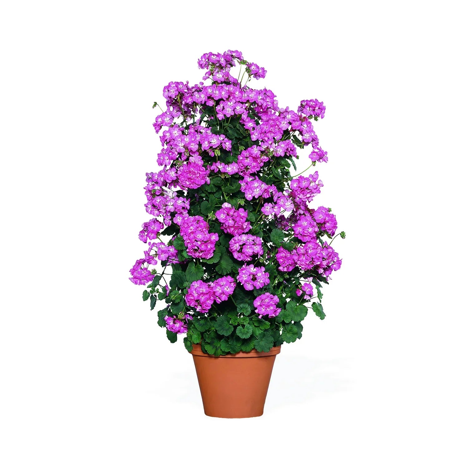 Premium violet climbing geranium samen for hanging baskets