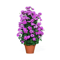 Premium violet climbing geranium samen for hanging baskets