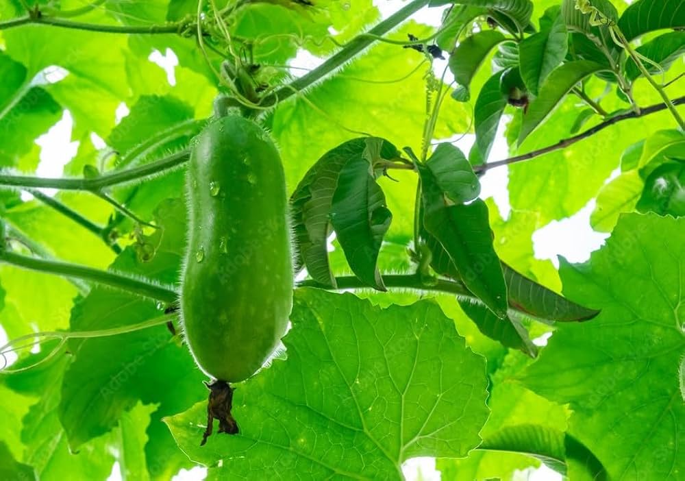 Premium wax gourd samen pack für aussaat
