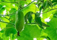 Premium wax gourd samen pack für aussaat