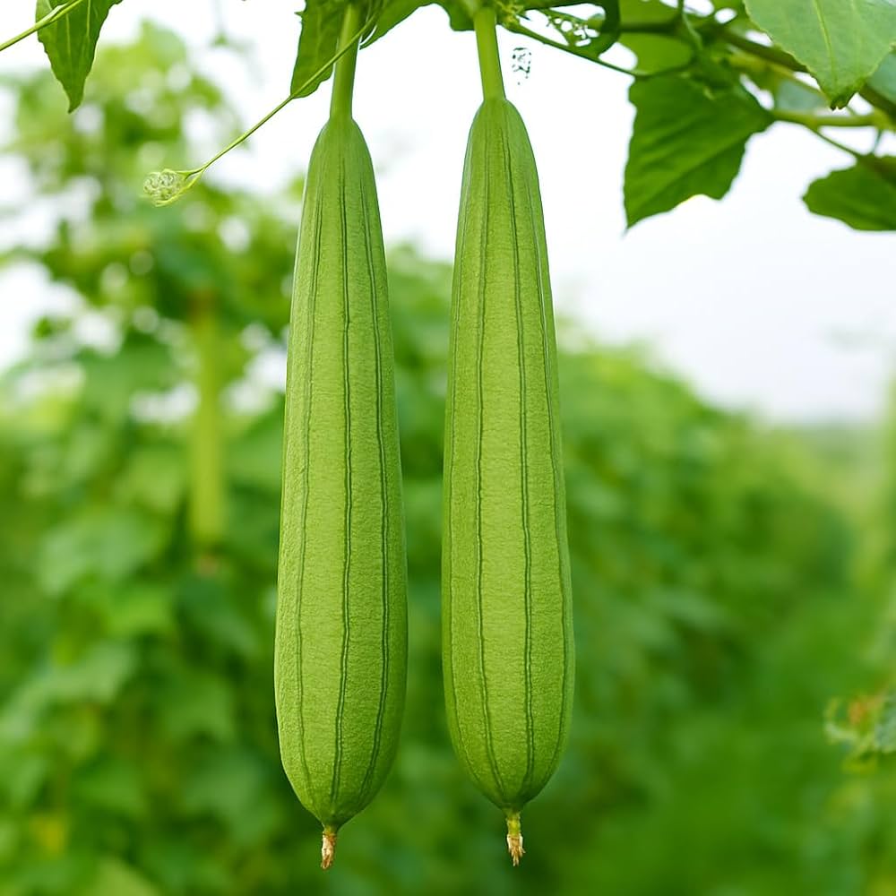 Premium weiße grüne luffa aussaat samen with high germination